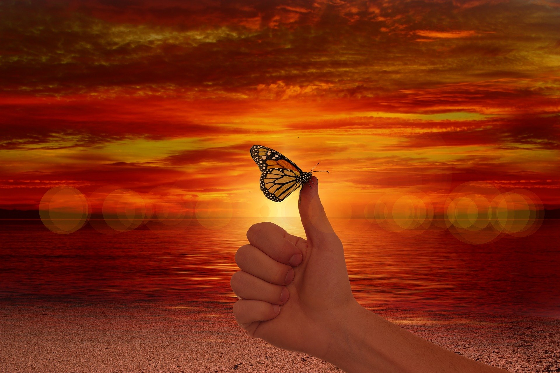 motyl siedzący na kciuku trzymanym w górę, na tle słońca.