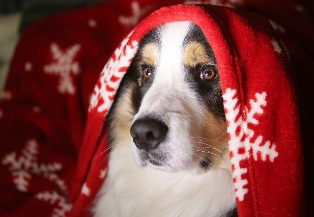 pies pod kocem w świąteczne wzory